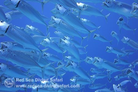 Indian Mackerel filtering plankton 